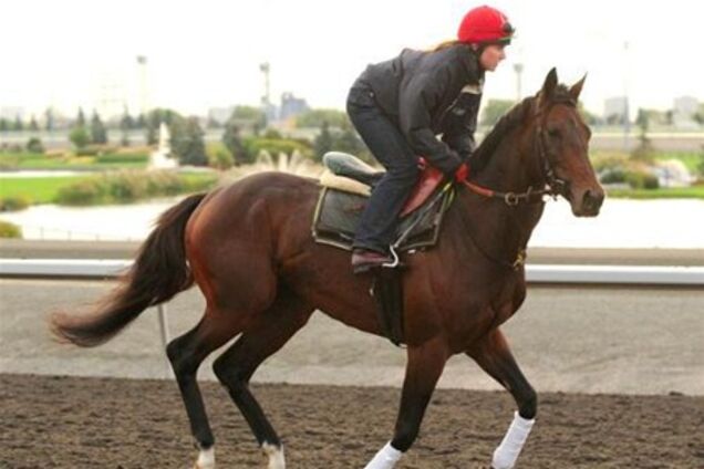 В США лошадь Кадырова не допустили к участию в скачках