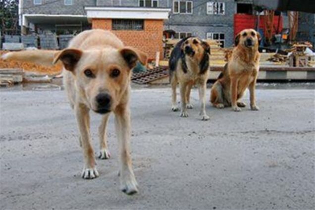 Українців хочуть обкласти податком на бродячих тварин