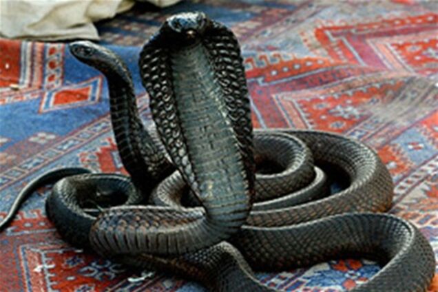На податкову поліцію в Індії напустили змій