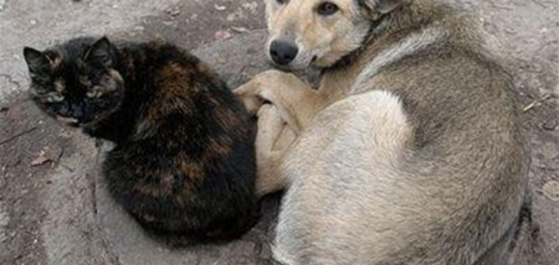 В Украине могут ввести налог на бродячих собак и кошек