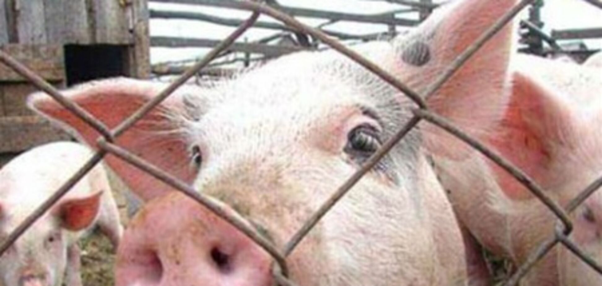 Африканська чума свиней наблизилась до українського кордону