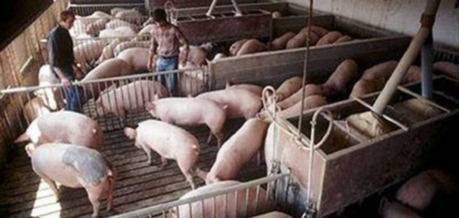 Полтавські фермери посадили свиней 'під арешт' через чуму