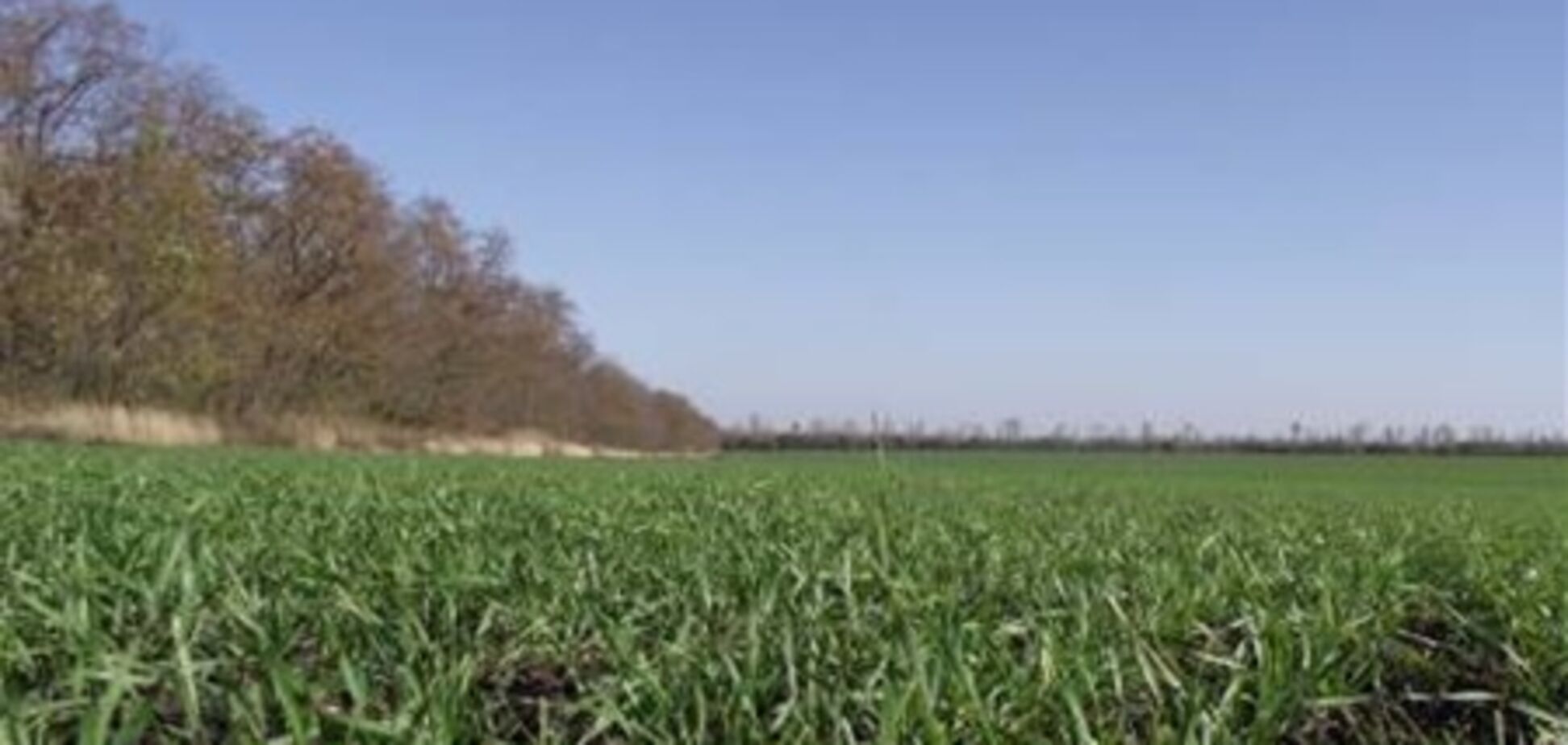 Україна може втратити третину врожаю озимих