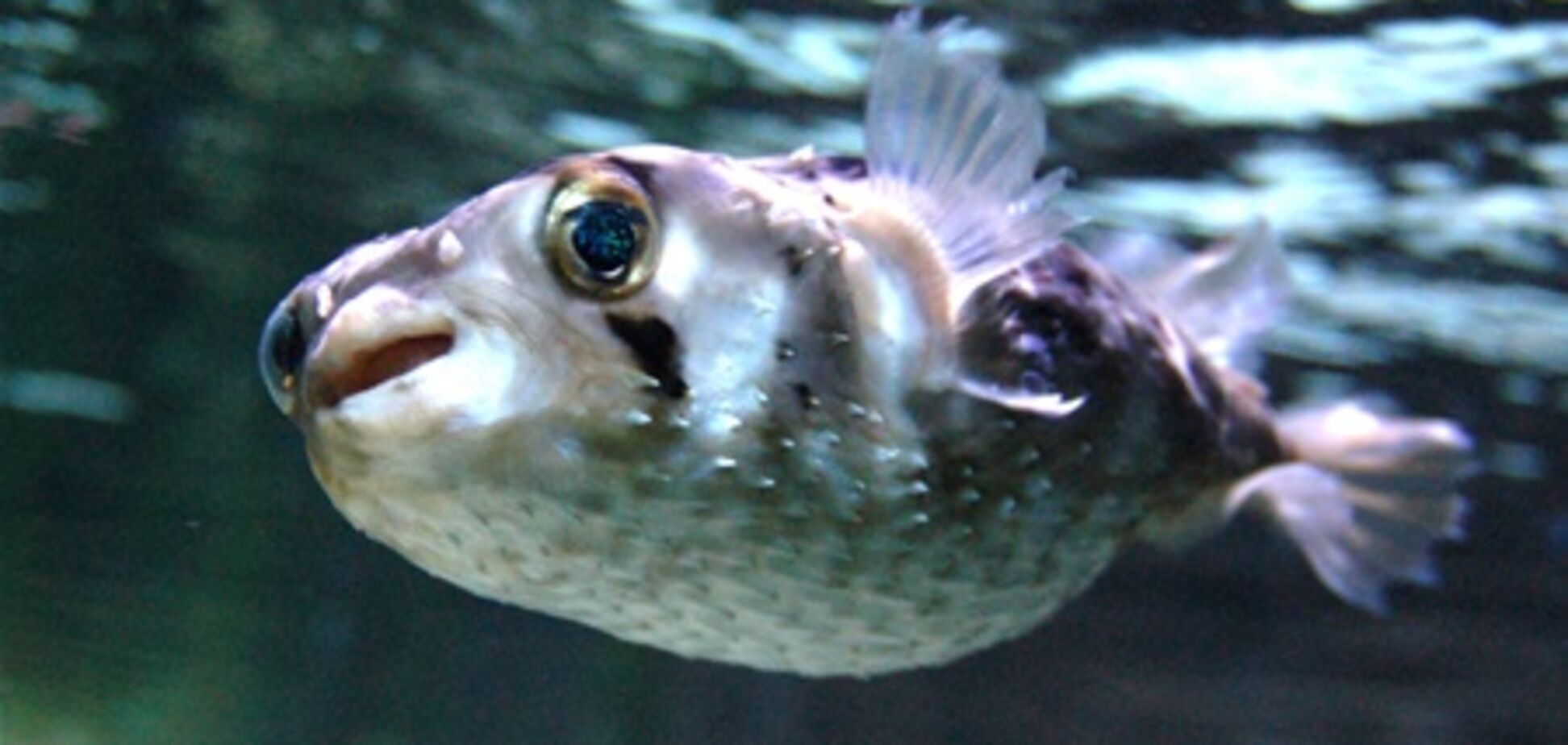 Средиземное море, как тараканами, засоряется ядовитой рыбой фугу