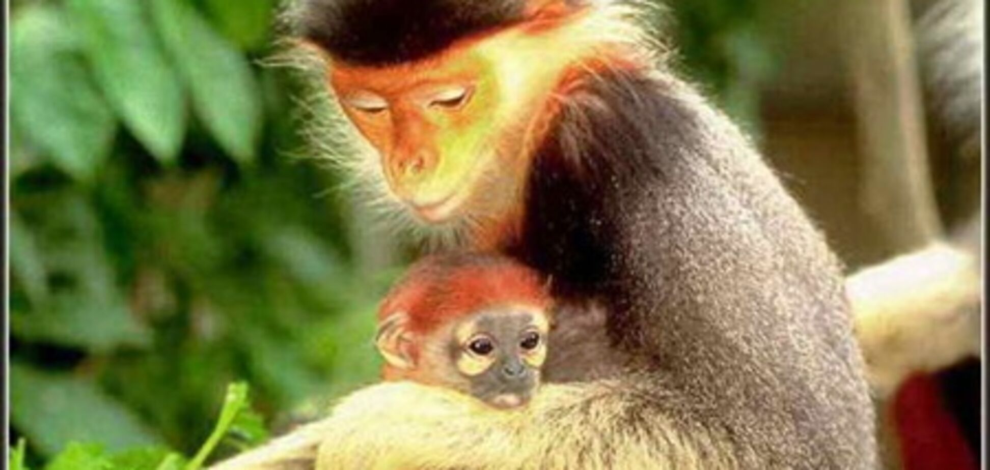 Уровень радиации лесах префектуры Фукусима будут измерять с помощью диких обезьян