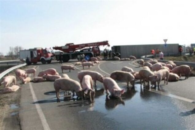 В Китае свиньи заблокировали движение на шоссе