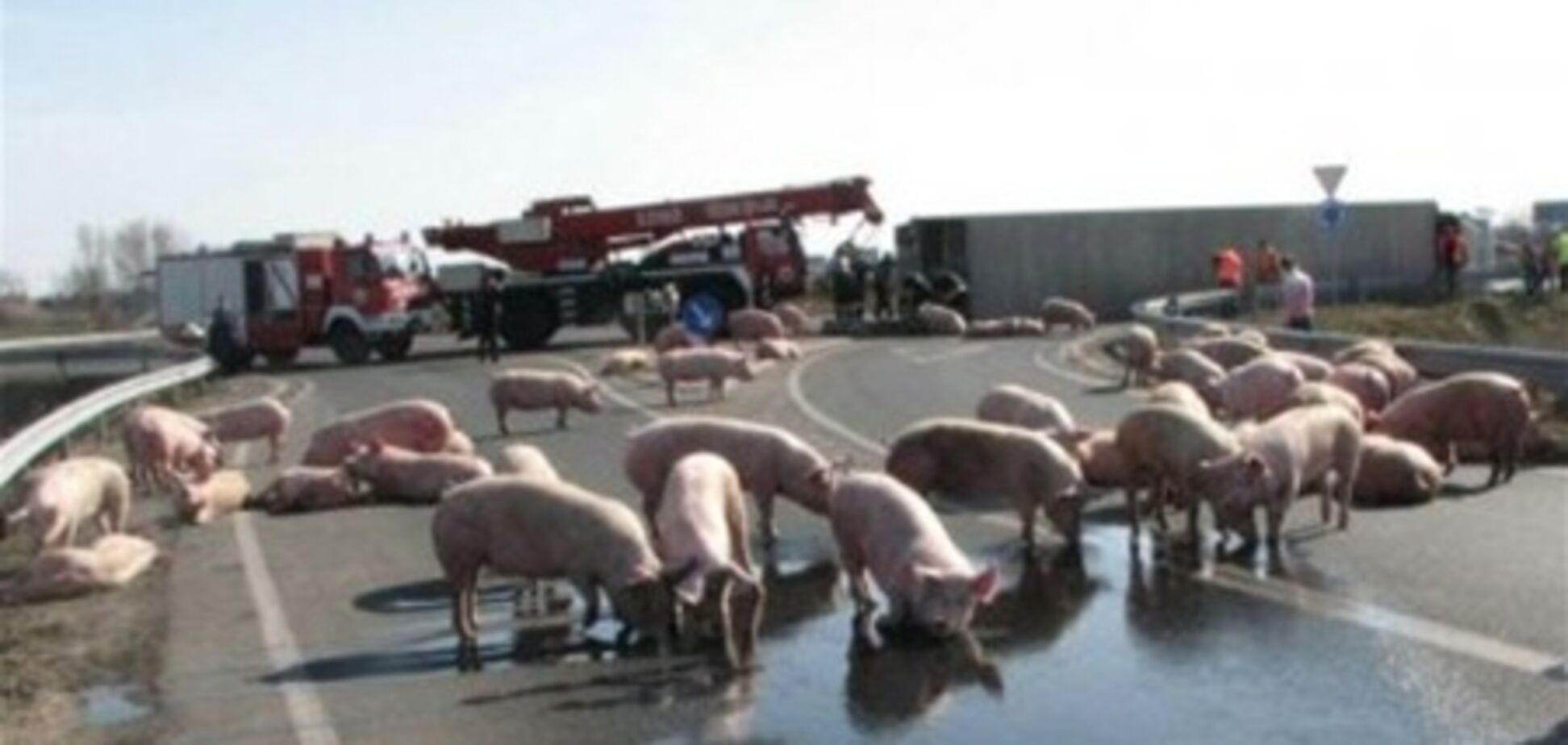 В Китае свиньи заблокировали движение на шоссе
