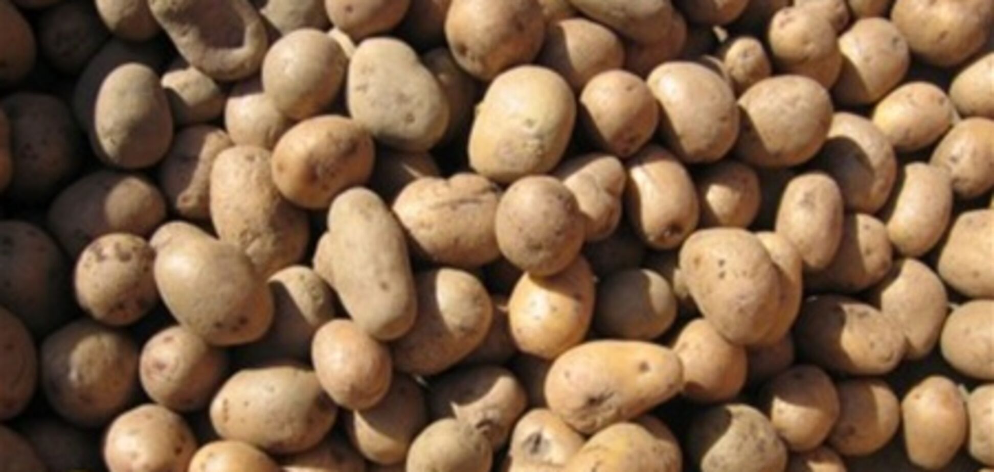 Агрохолдинг ИМК в 2012г инвестирует $7 млн в строительство картофелехранилища