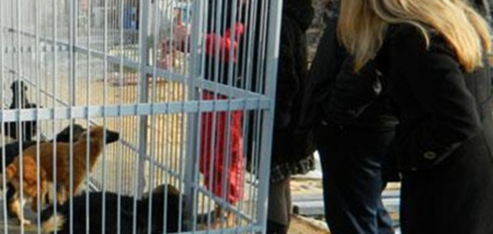 У Києві планується створення пункту стерилізації безпритульних тварин