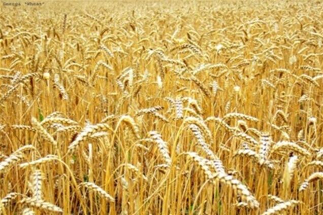 Украинские фермеры отказываются продавать зерно 