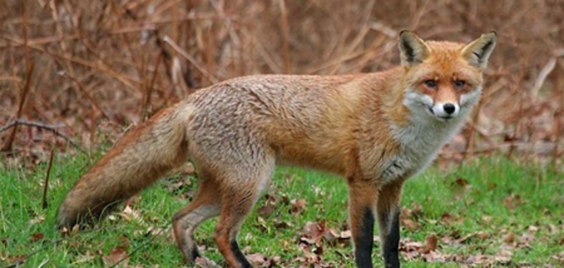 Чоловік ударом кулака вбив лисицю