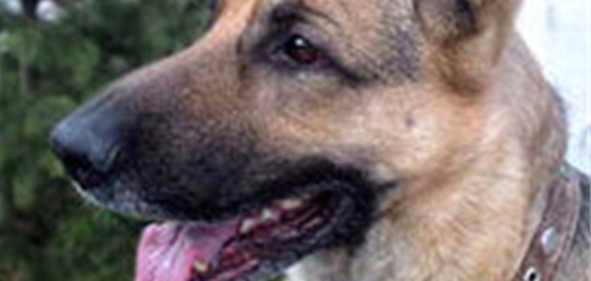 На Южной таможне в 2,5 раза увеличено кинологических команд и создан отдел кинологического обеспечения