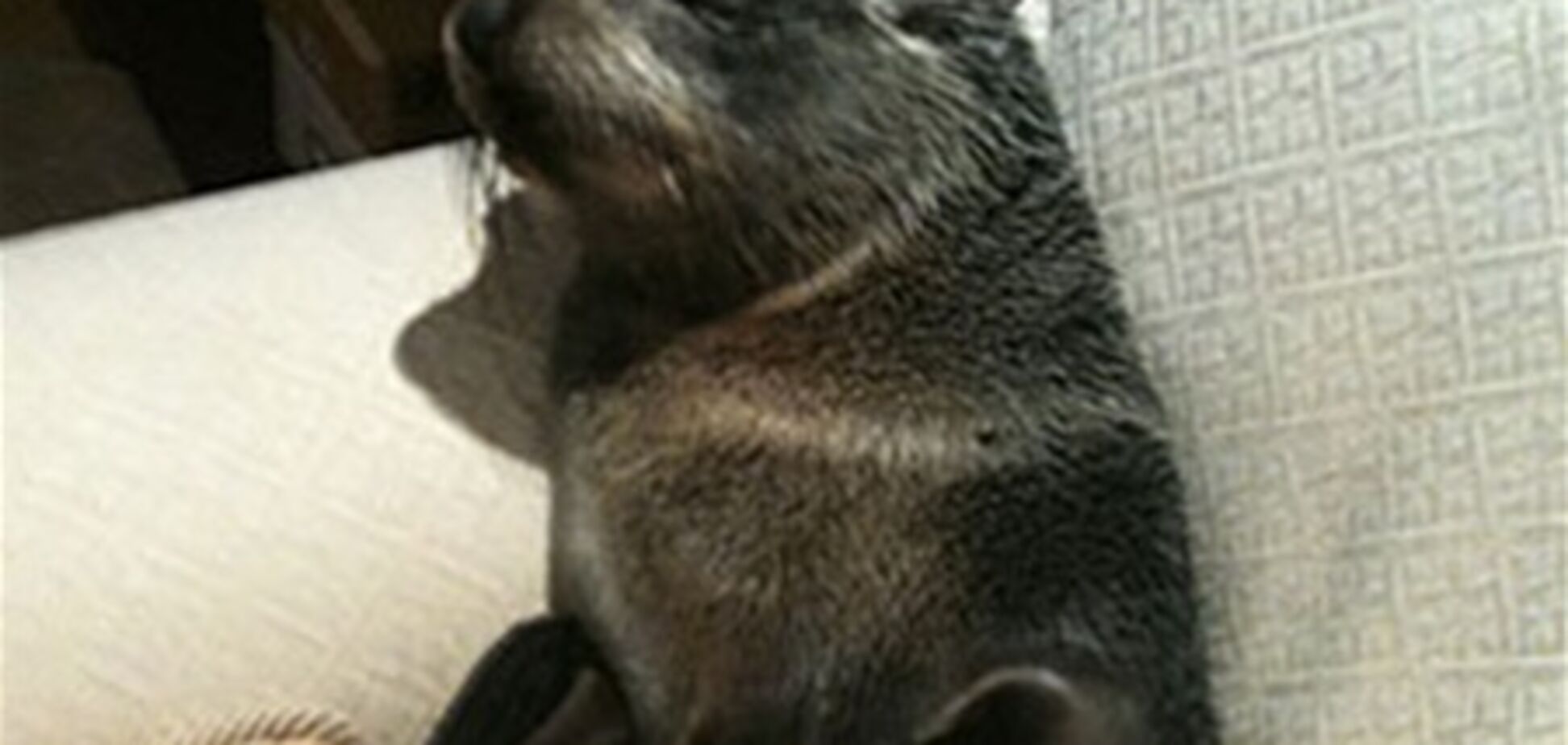 Морський котик таємно прокрався у будинок і вклався на ліжко