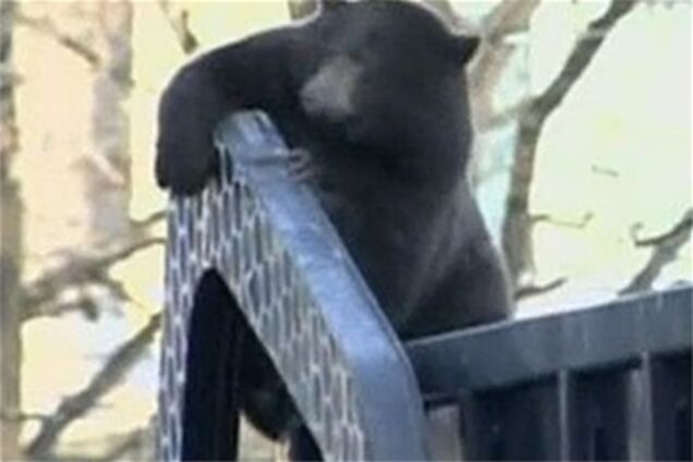 Ведмідь 'зайцем' прокотився на сміттєвозі