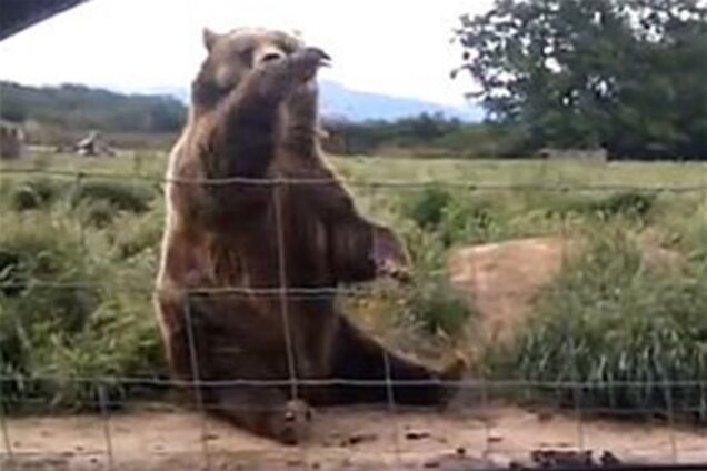 Чемний ведмідь помахав лапою туристці на прощання. Відео