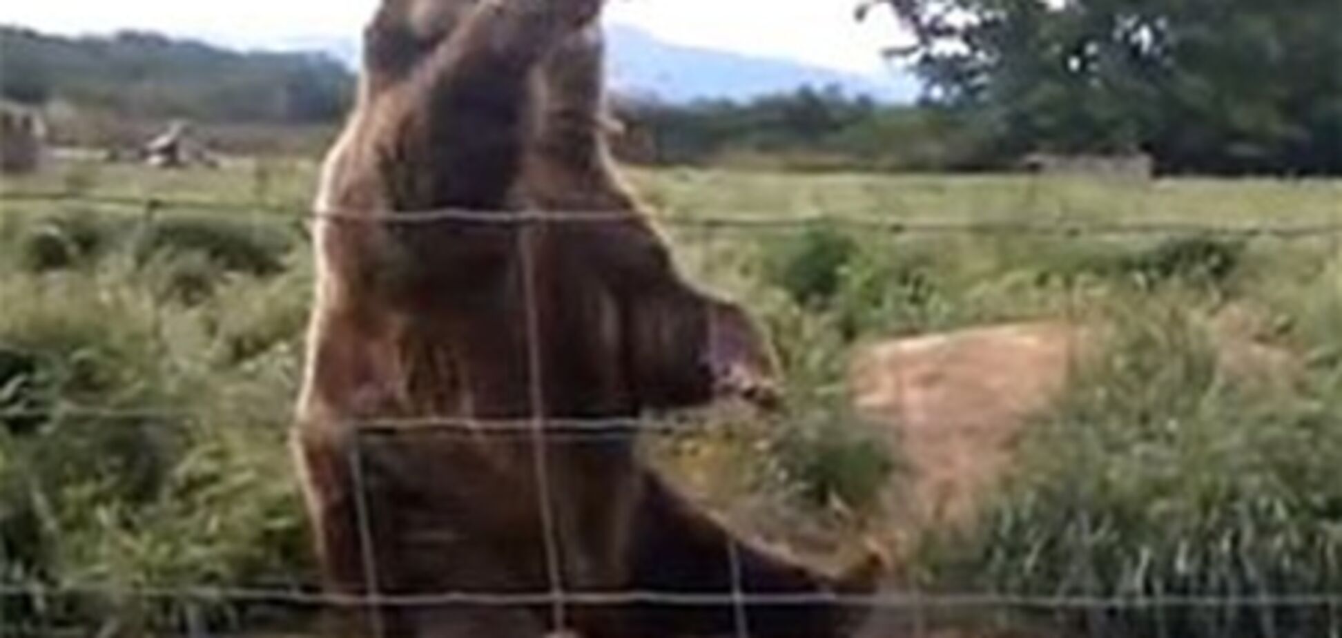 Чемний ведмідь помахав лапою туристці на прощання. Відео