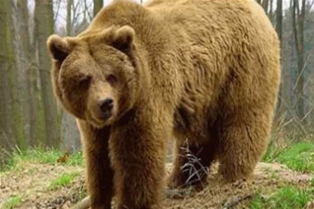 У Канаді ведмідь прокатався у сміттєвозі