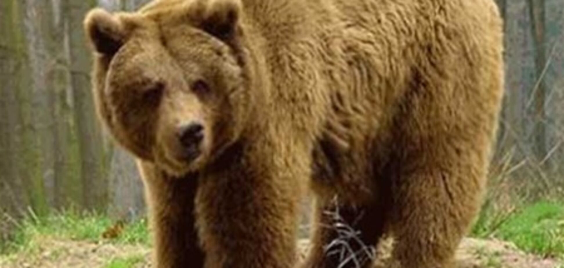 У Канаді ведмідь прокатався у сміттєвозі