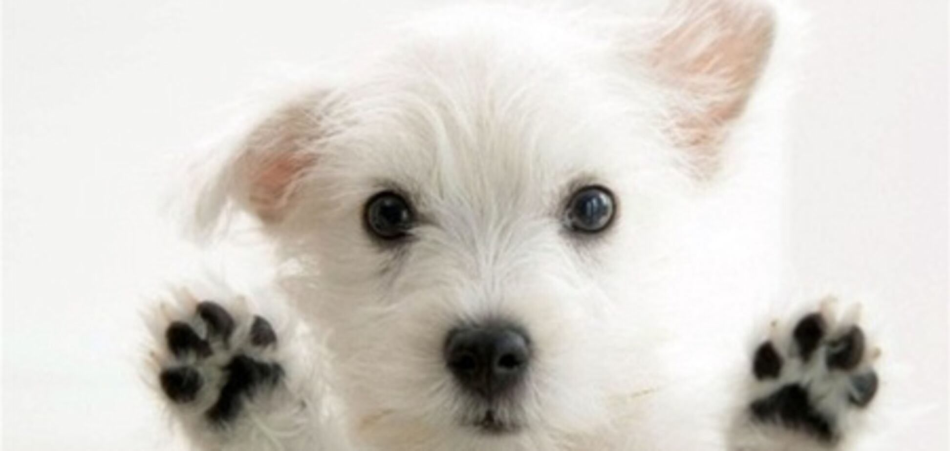 Фонд Колесникова планирует открыть приюты для бездомных собак в Донецкой области