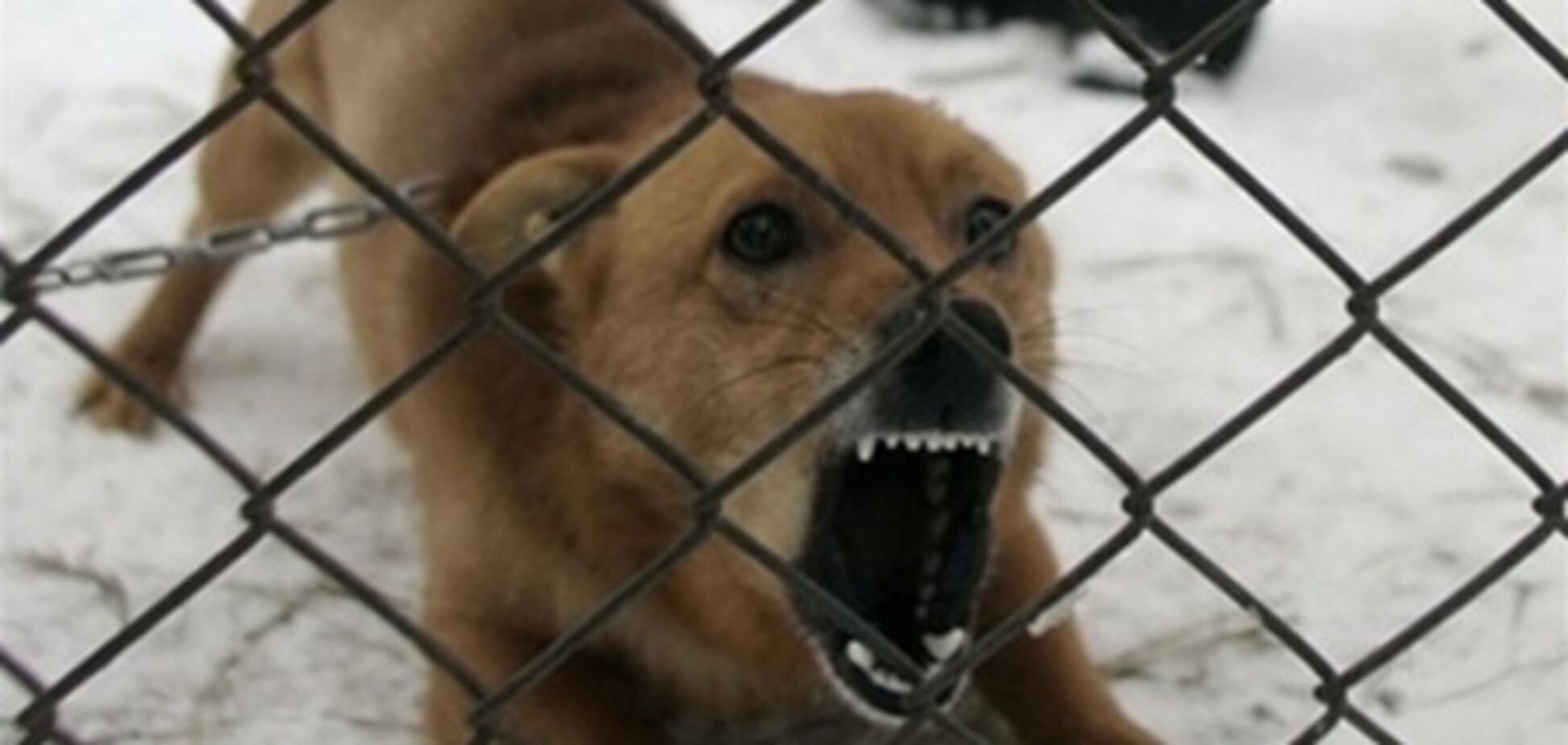 В Киеве бешеная собака покусала прохожего