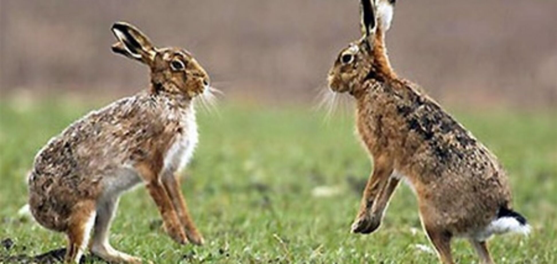 На Буковині від невідомої хвороби масово гинуть зайці