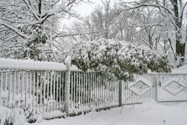 Киевские деревья укутают в пленку