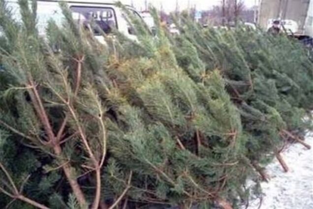 Из-за придуманных чиновниками чипов украинцам продают кривые и облезлые елки