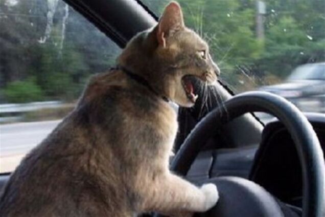 Ветеринари закликають щепити своїх домашніх тварин від сказу