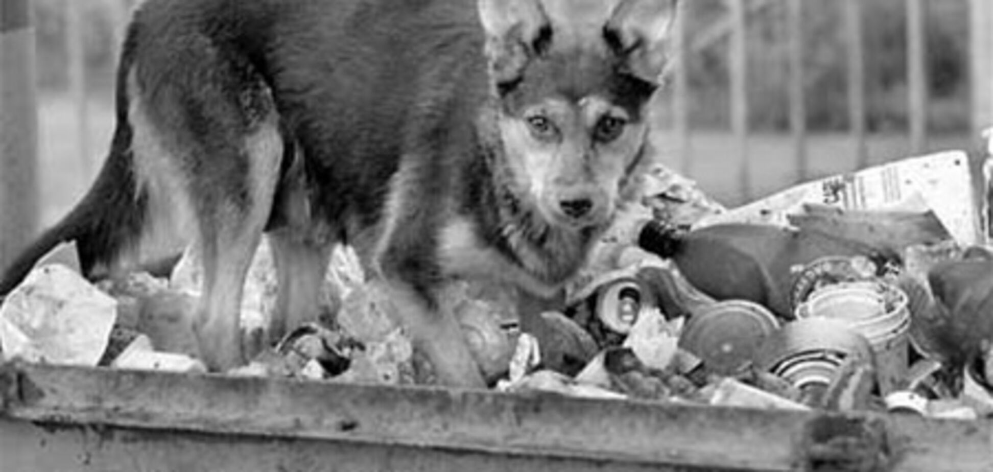 Для бродячих четвероногих возведут еврохостелы