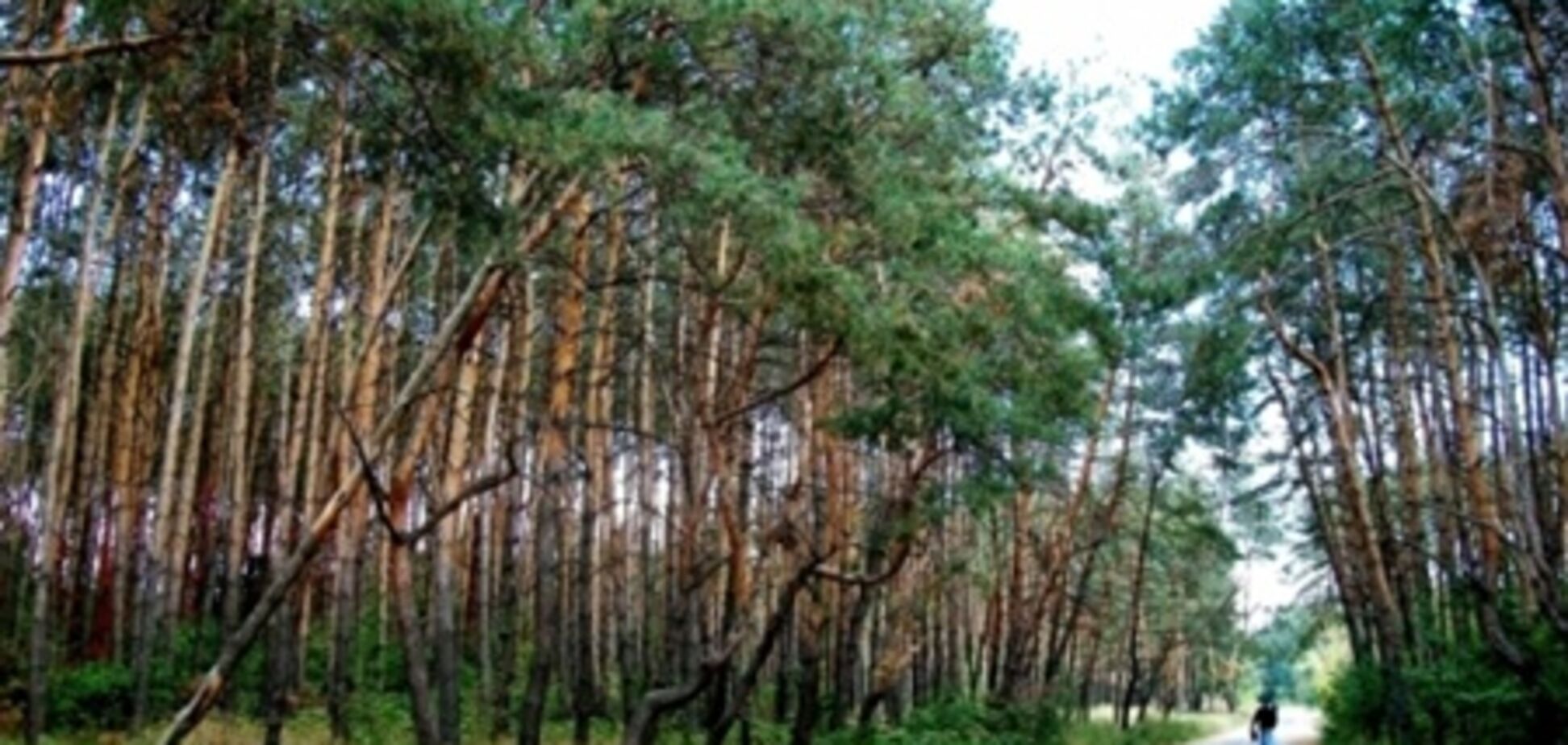 Лесной и Земельный кодексы Украины изменят