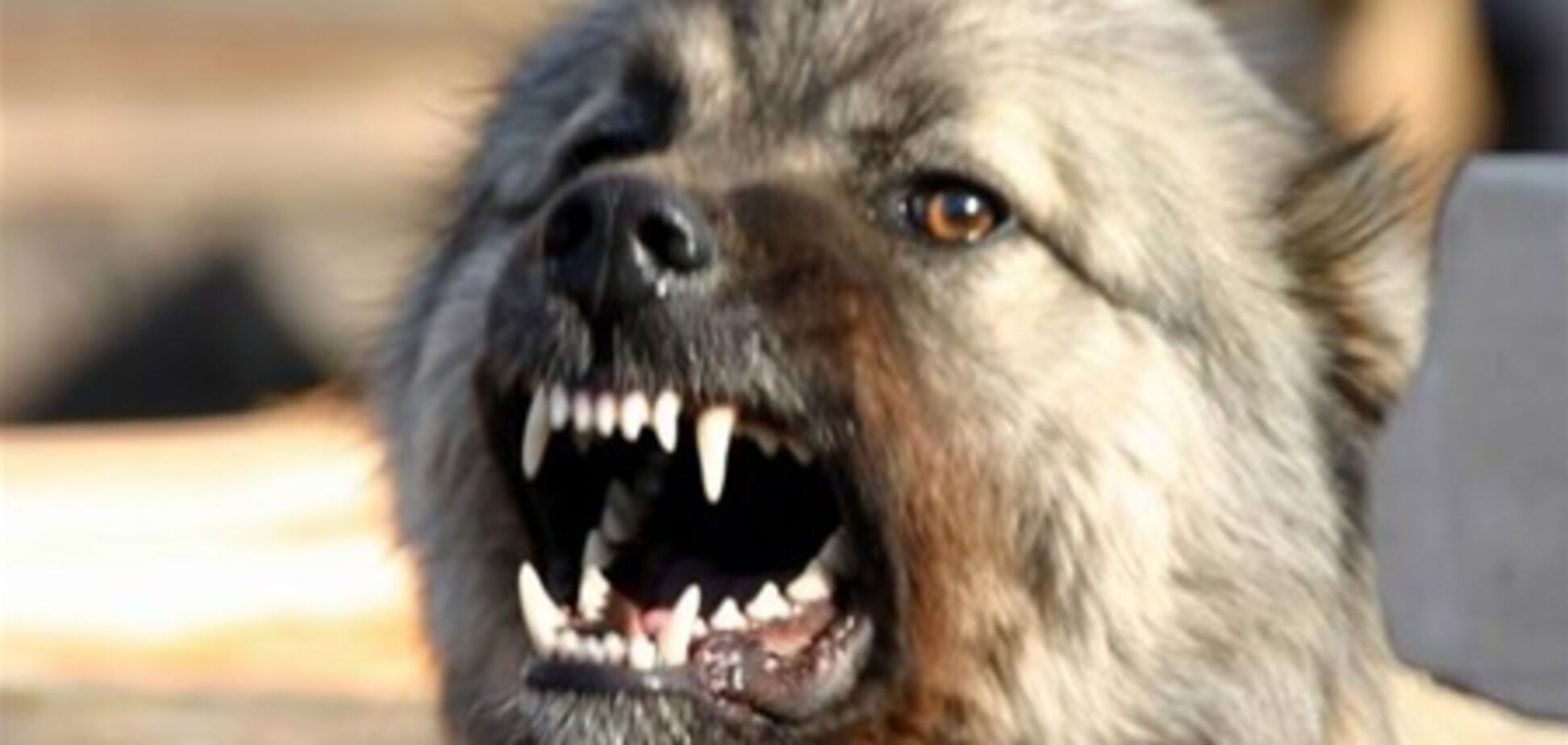 Скажений пес покусав міліціонера