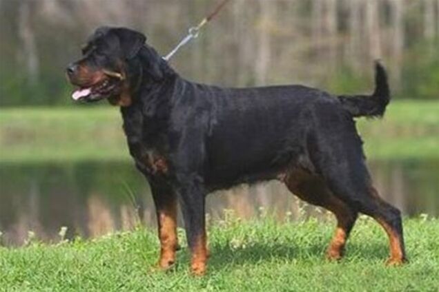 В Черновицкой области ротвейлер загрыз 9-летнюю девочку