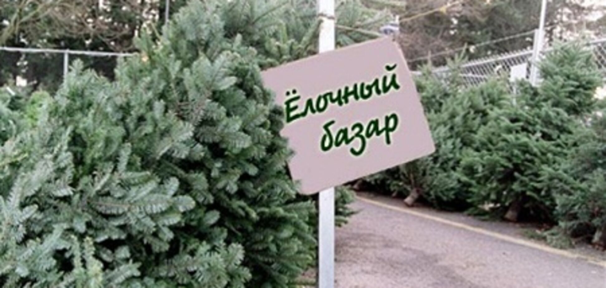 Елки зеленые! Какую выбрать?