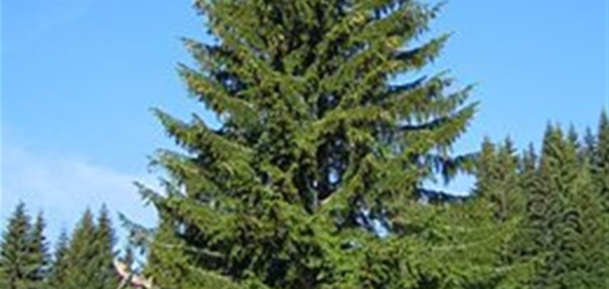 Маркировка для новогодних елок – не обязательна