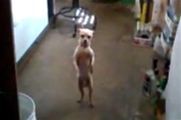 Пес Стюарт підірвав Інтернет запальними танцями. Відео