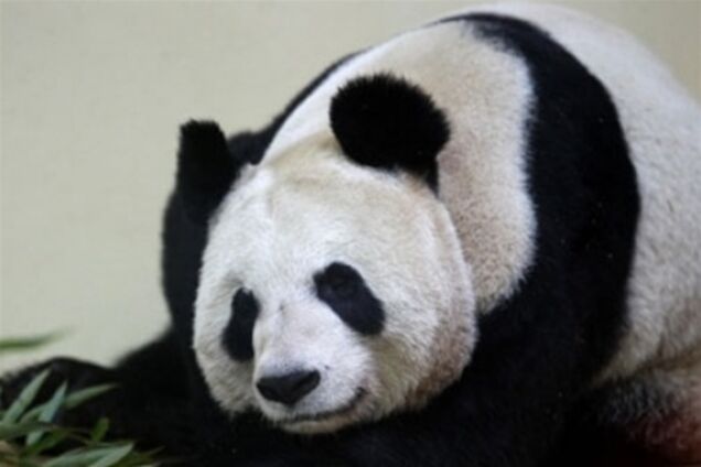 ВВС включила панду до списку жінок 2011