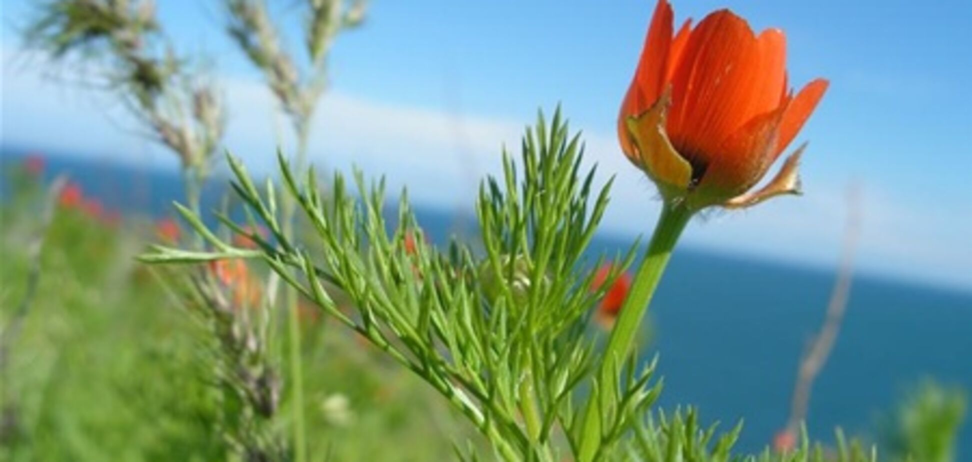 Крымчане отдадут заповедные земли депутатам под особняки