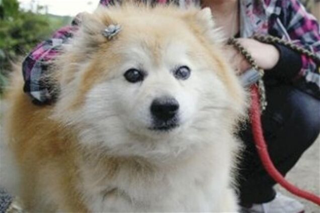 Найстаріший пес світу помер у Японії