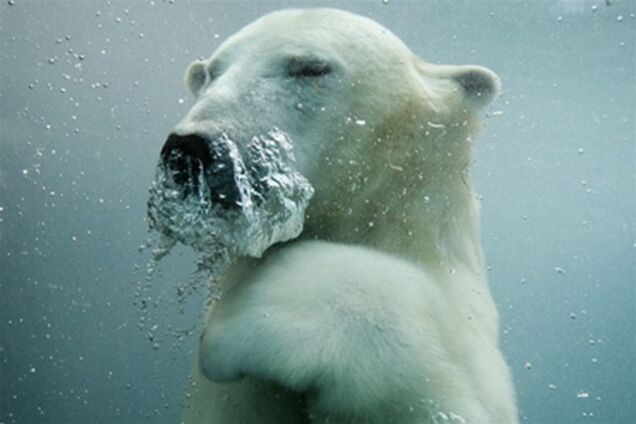 Лучшие фото информагентств за ноябрь