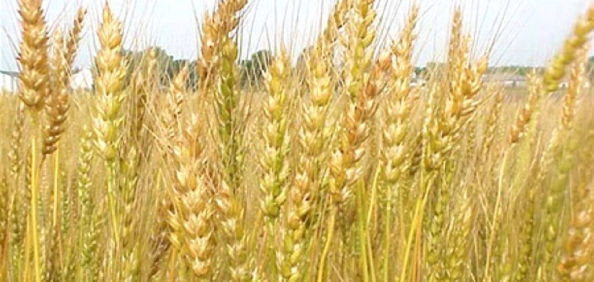 Из-за плохого урожая пшеница подорожает