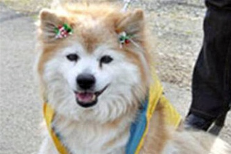 В Японии умерла самая старая собака в мире. Фото