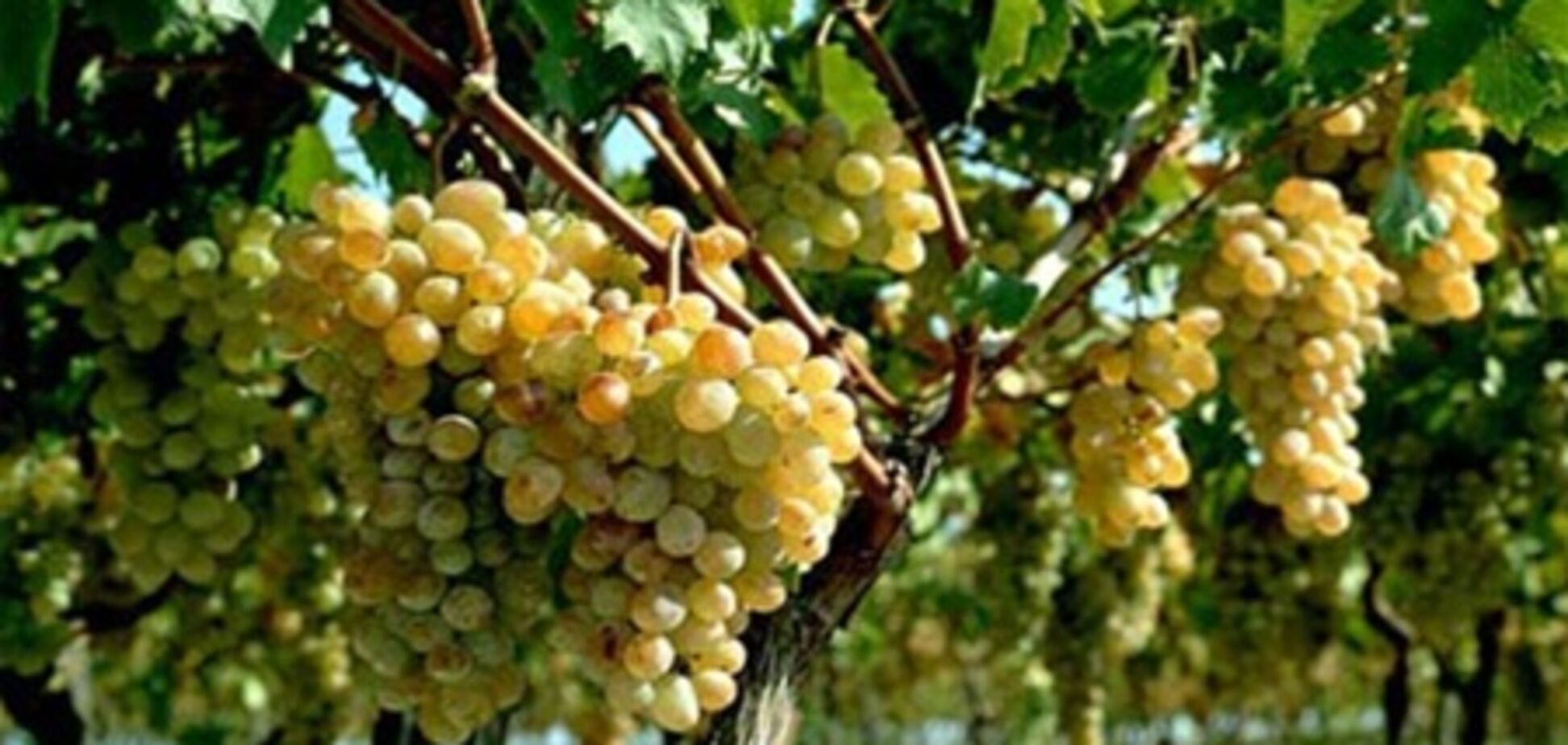 Китайцы скупают французские замки и виноградники