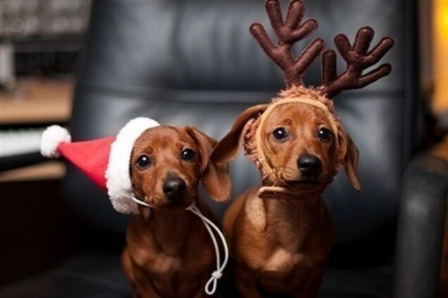 Синоптики: на Новый год ничего не обещаем, но зима придет еще не скоро