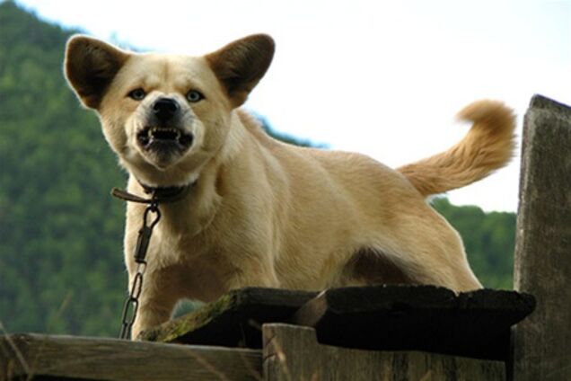 В Киеве живет 7 тысяч опасных собак 