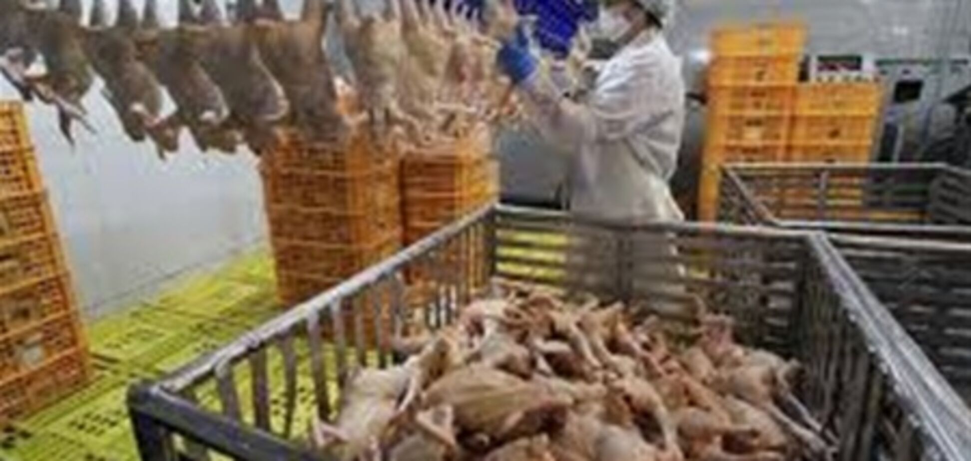 Куриные потоки в Украине: рыночные войны