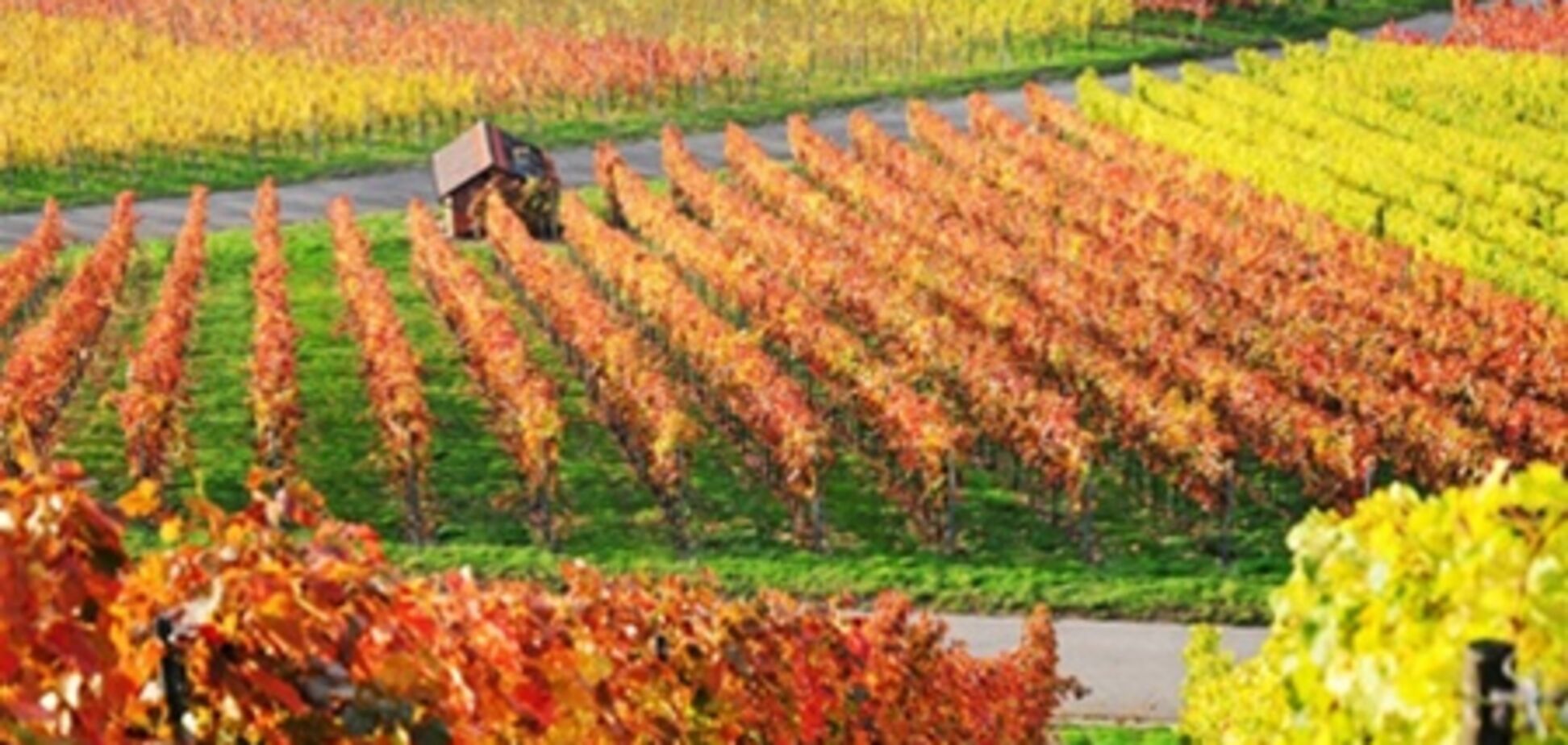 Виноградники в фотографиях