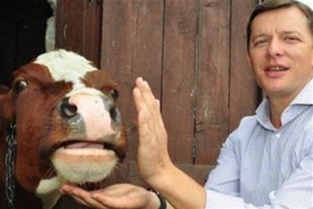 Мітингувальники привели корову під Верховну Раду. Відео