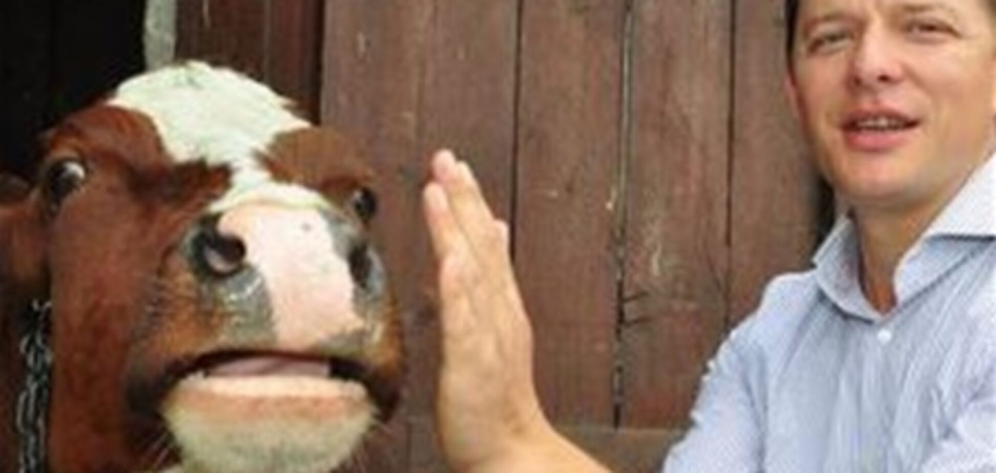 Мітингувальники привели корову під Верховну Раду. Відео