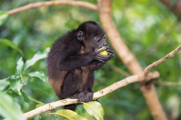 На границе Пакистана и Индии задержали необычного туриста