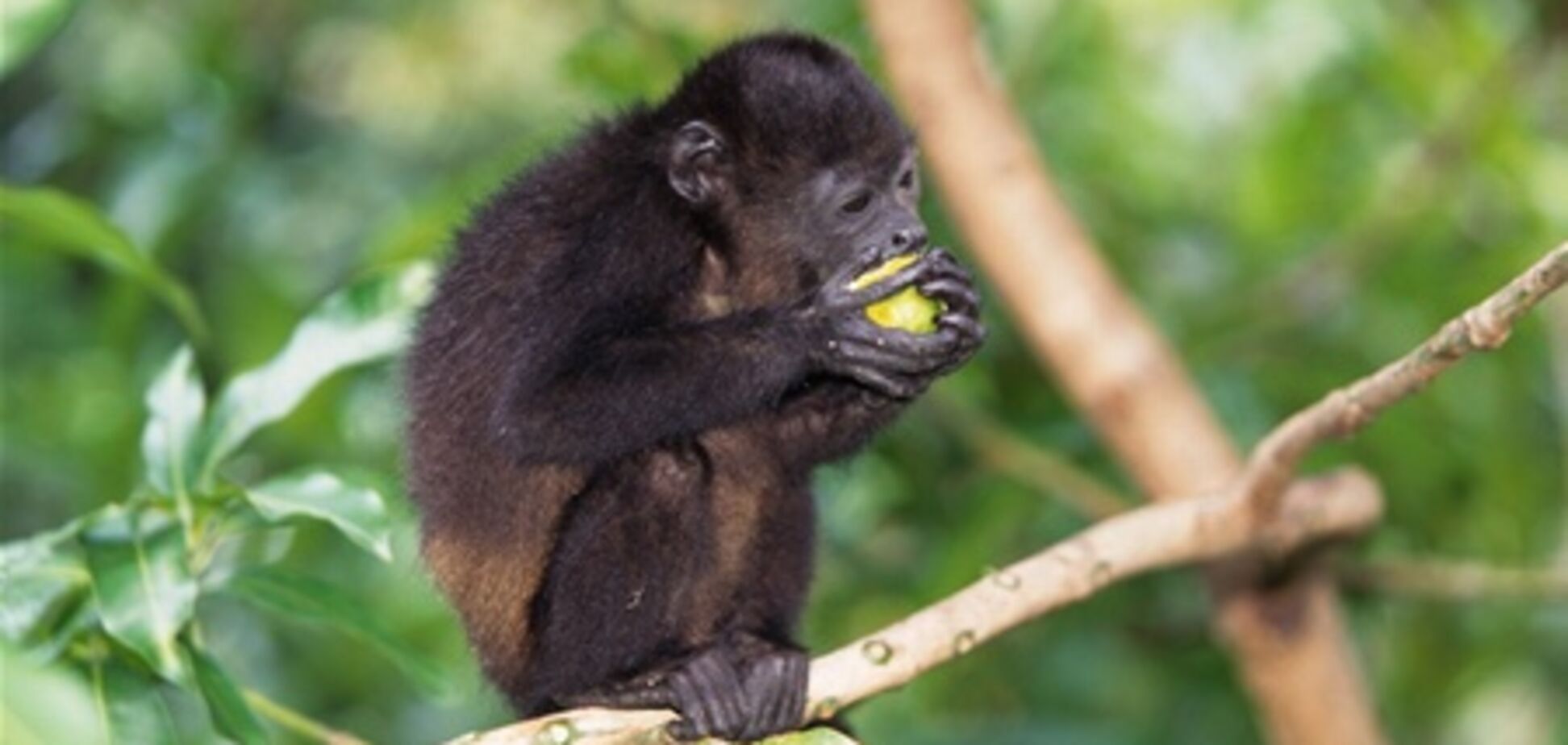 На границе Пакистана и Индии задержали необычного туриста